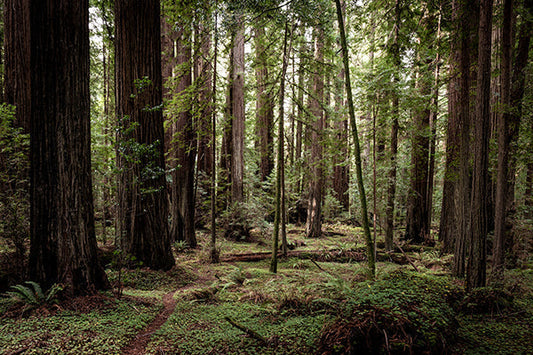 5 Must-Visit Places in Redwoods National Park