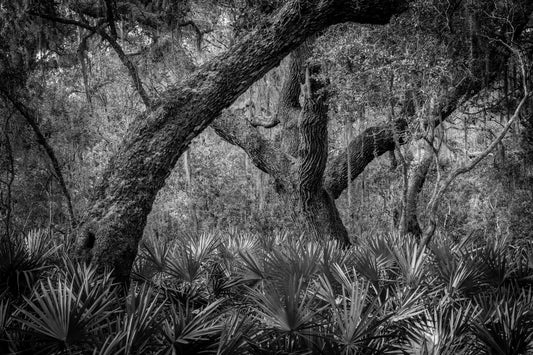 Exploring the Stunning Landscapes of Cumberland Island: A Photographer's Paradise