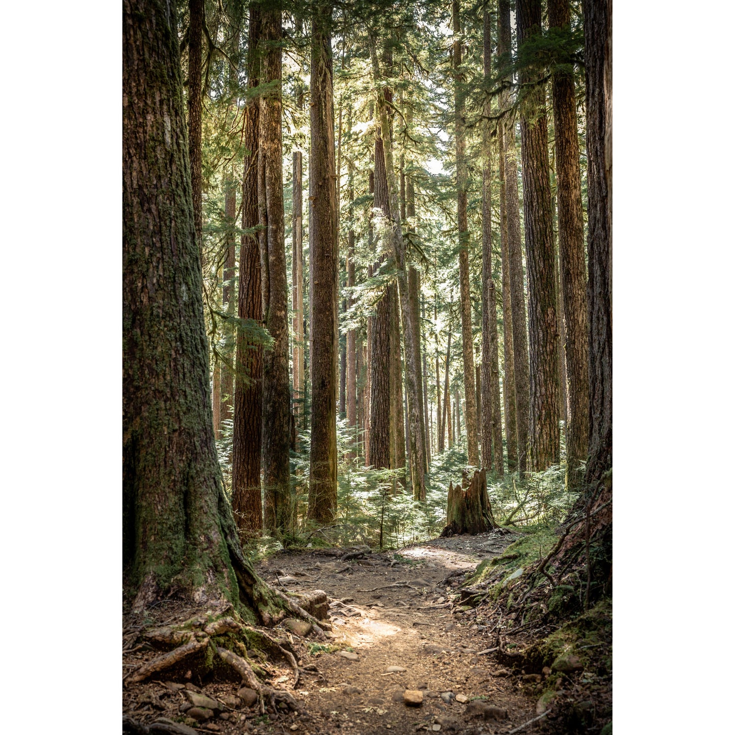 Hoh Path - Scott Krycia Photography