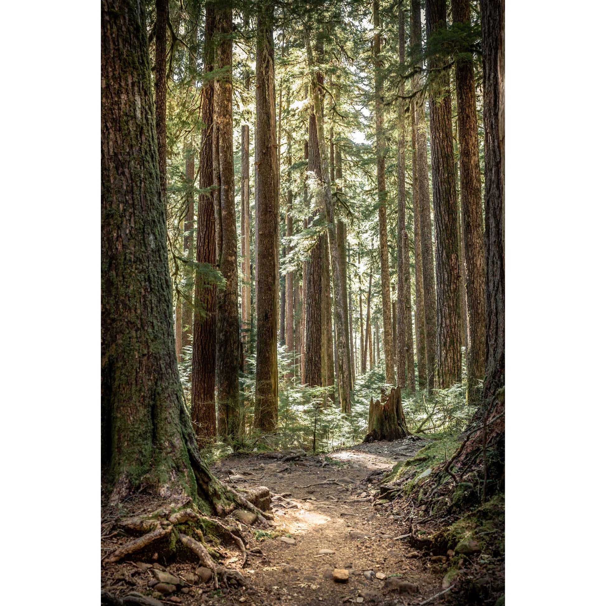 Hoh Path - Scott Krycia Photography