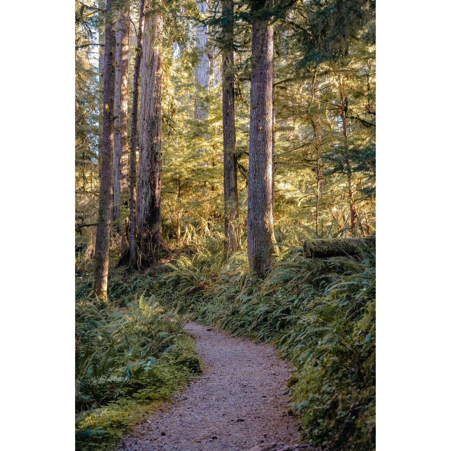 Path - Scott Krycia Photography