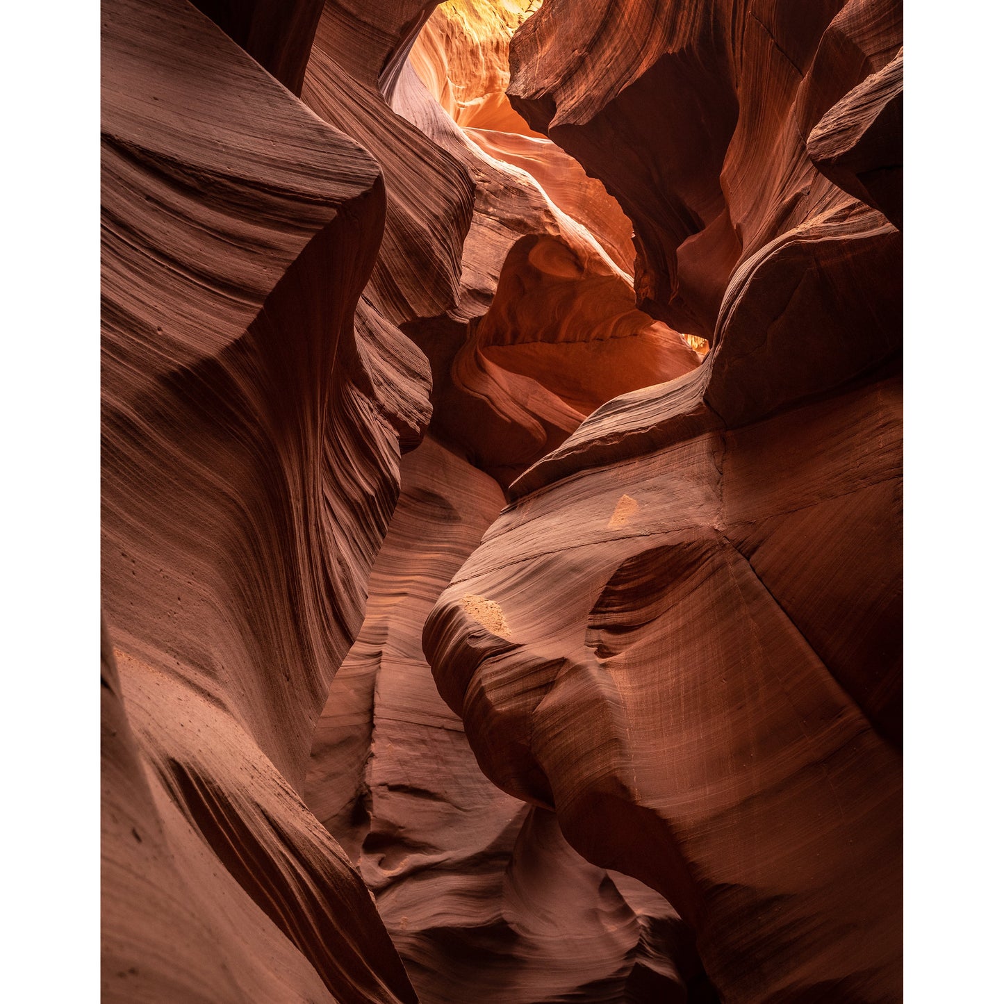 Antelope #2 - Scott Krycia Photography