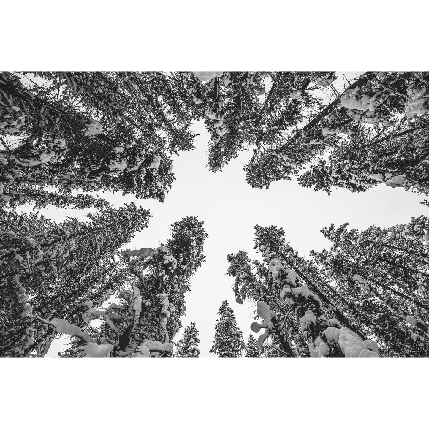 Winter Trees - Scott Krycia Photography