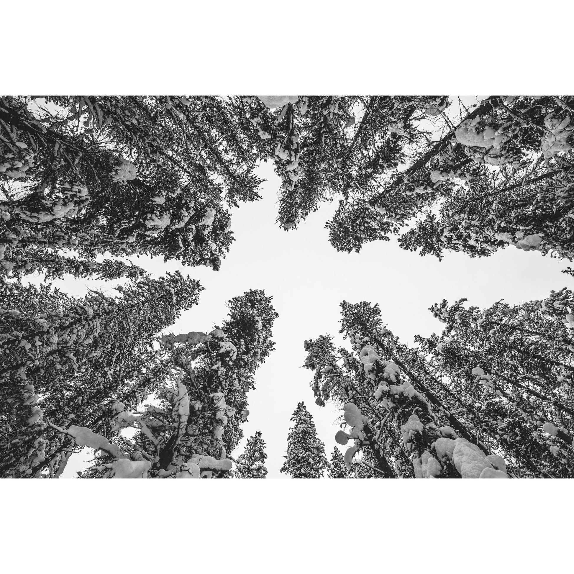 Winter Trees - Scott Krycia Photography