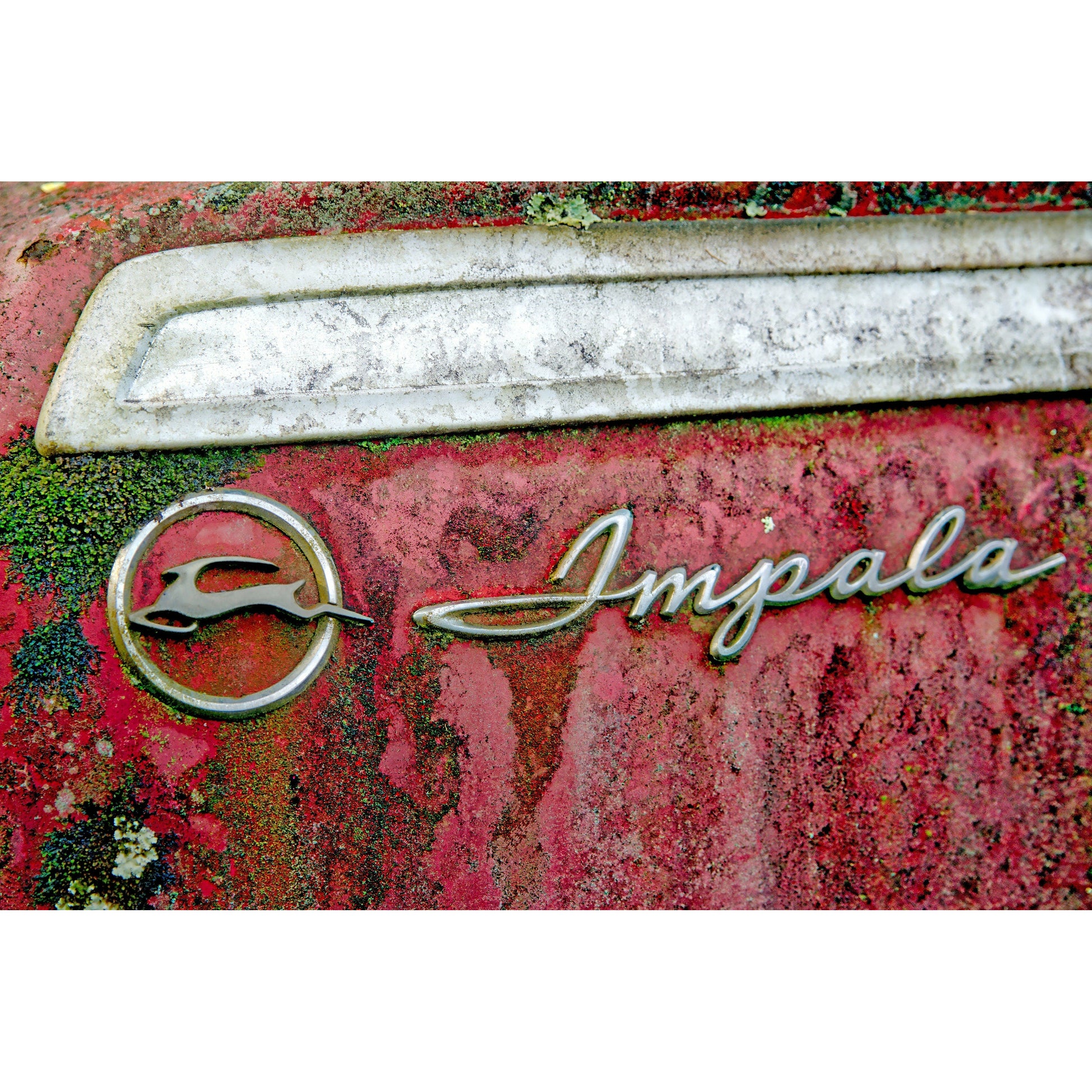 Impala Emblem - Scott Krycia Photography