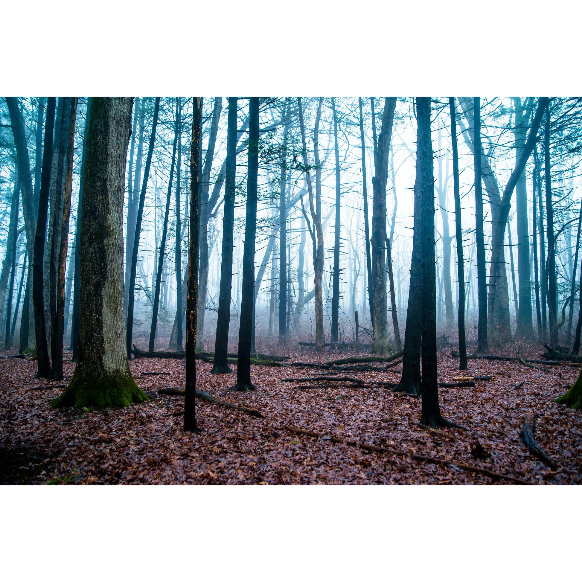 Foggy Path #3 - Scott Krycia Photography