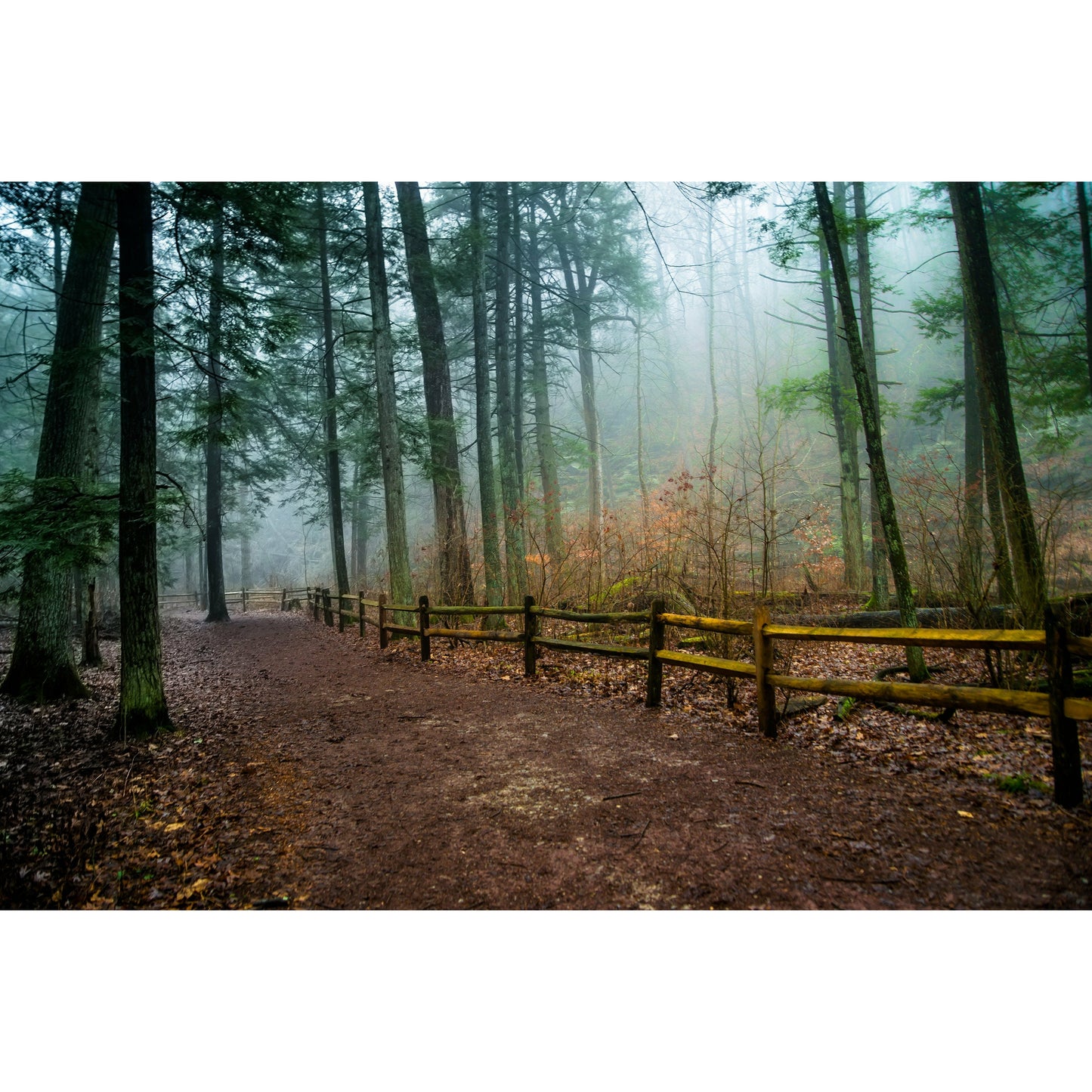 Foggy Path - Scott Krycia Photography