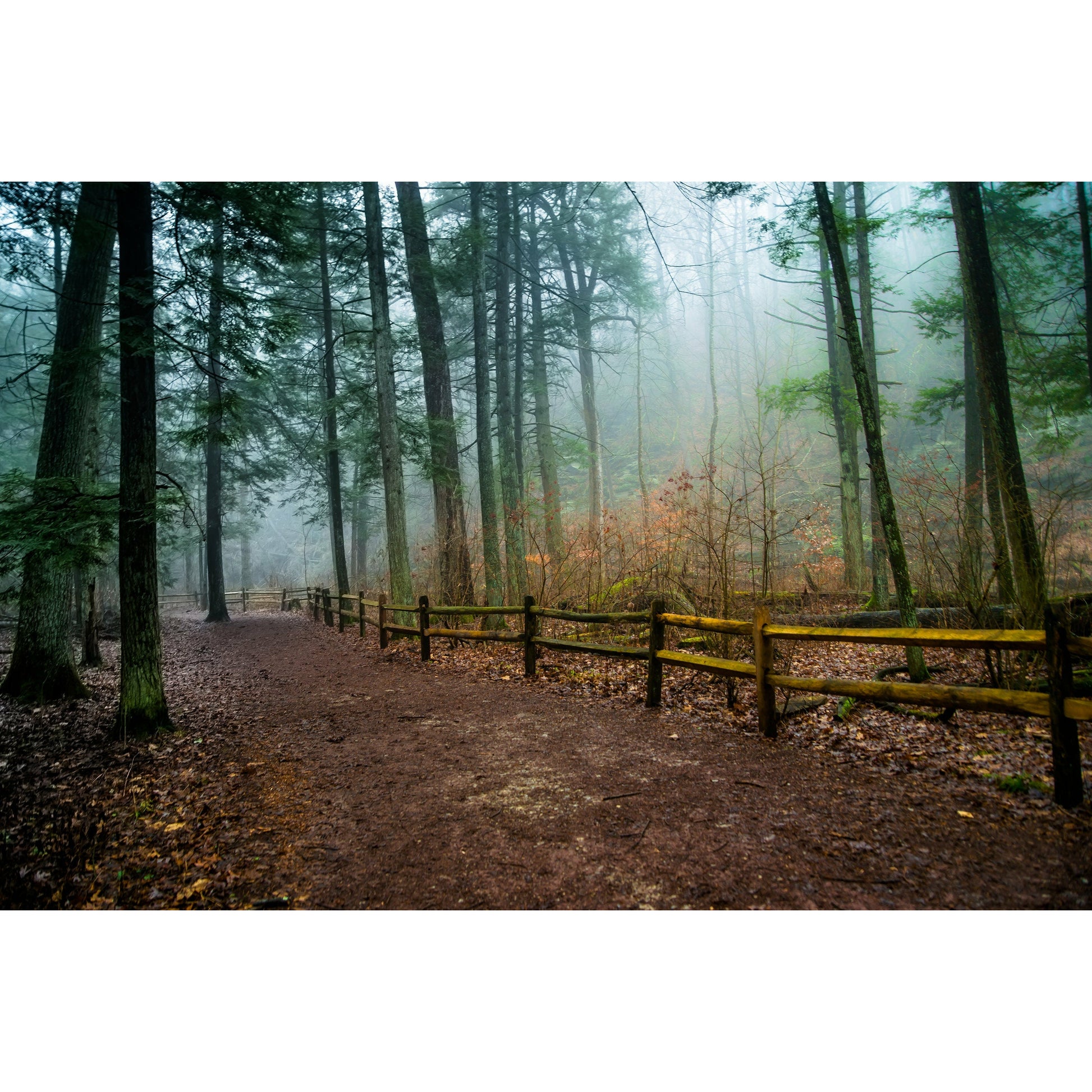Foggy Path - Scott Krycia Photography