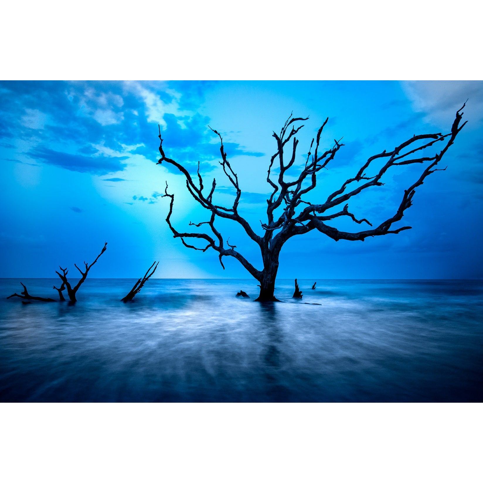 Old Tree - Scott Krycia Photography