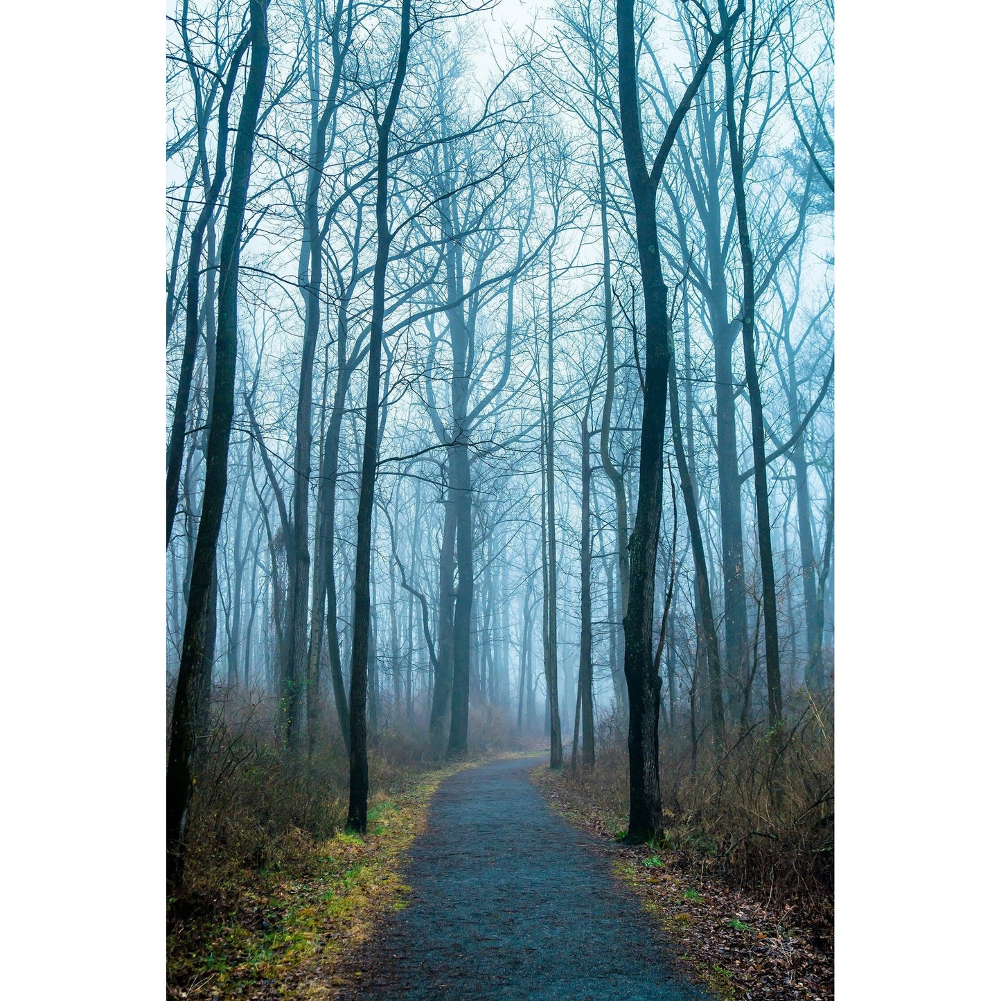 Foggy Path #2 - Scott Krycia Photography