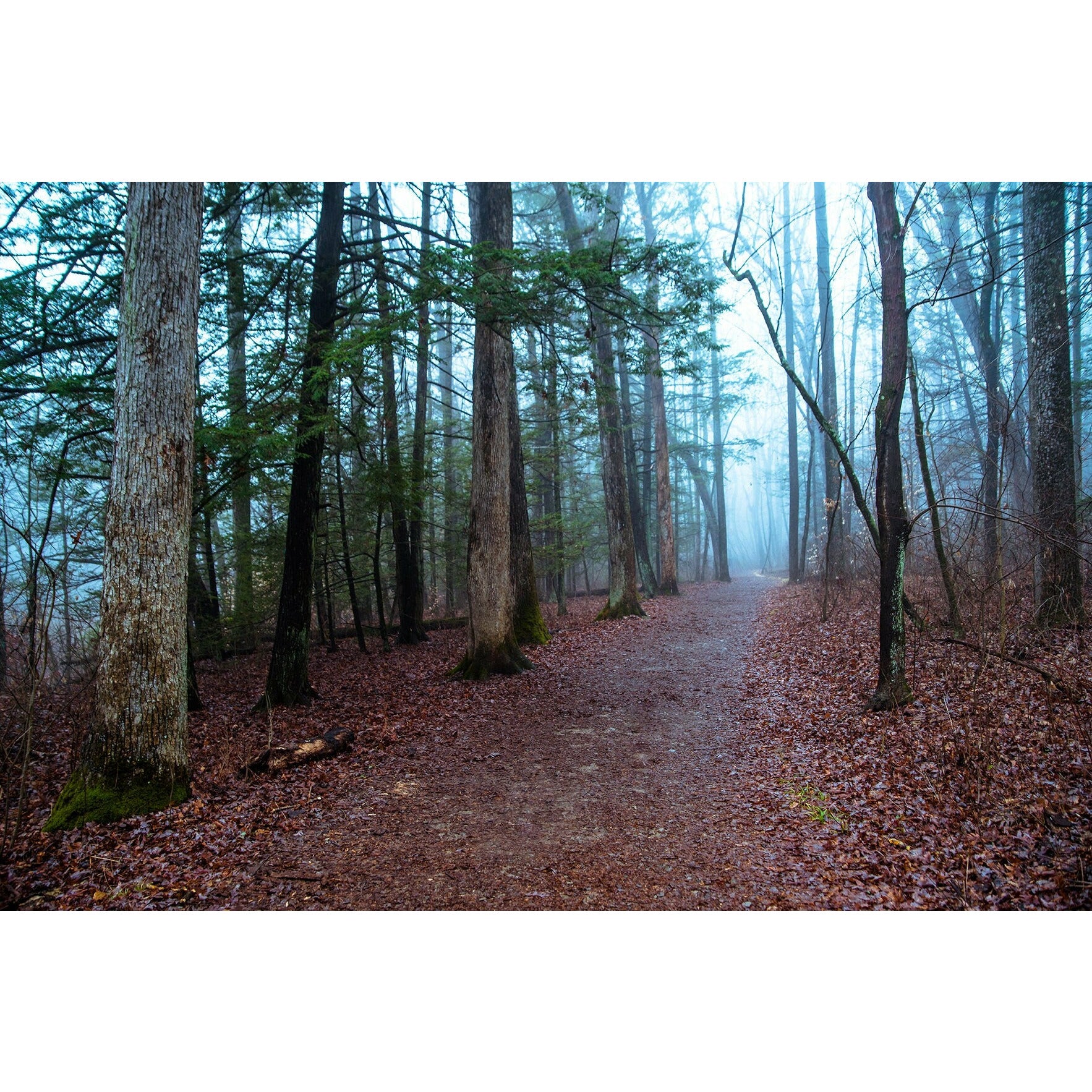 Foggy Path #2 - Scott Krycia Photography