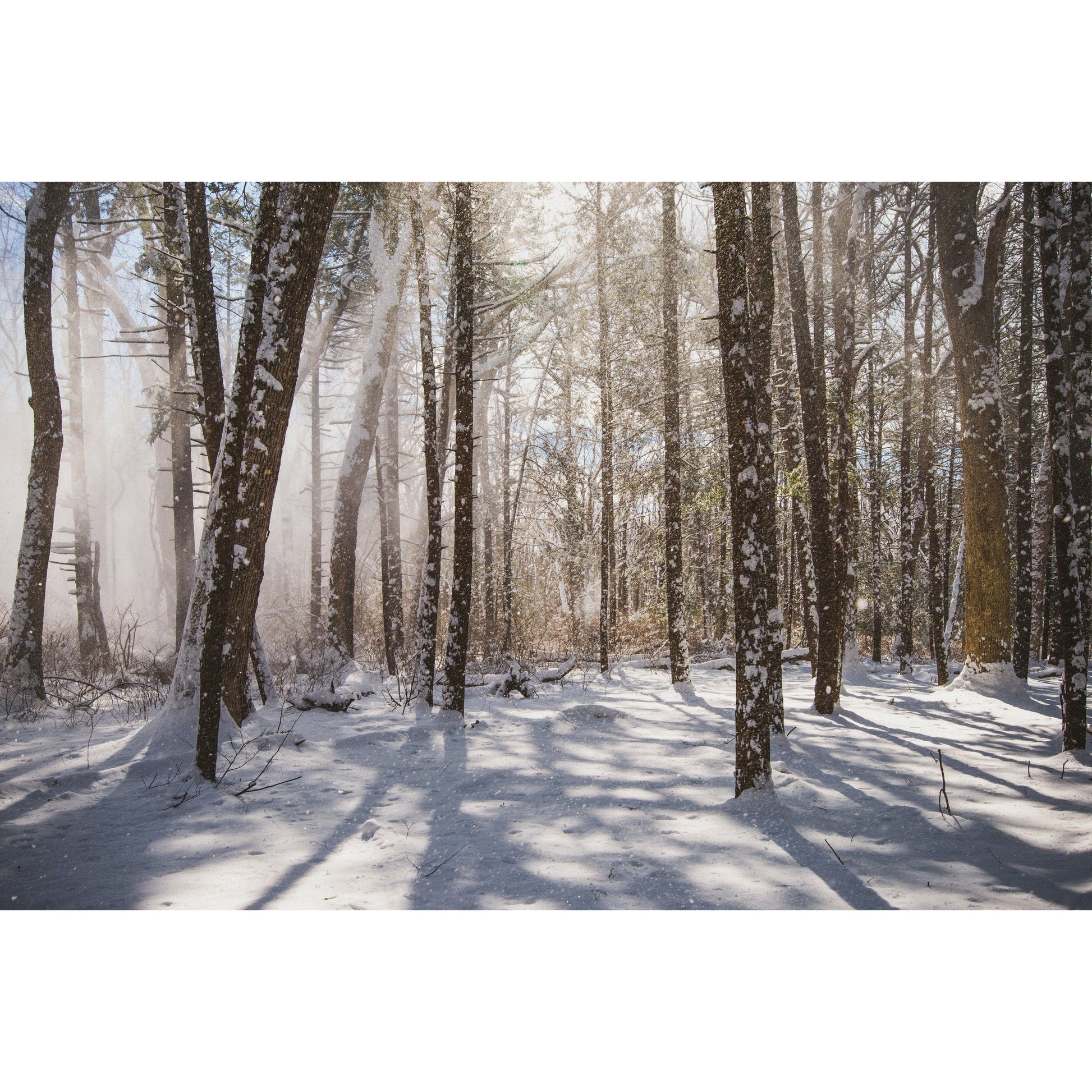 Winter Woods - Scott Krycia Photography