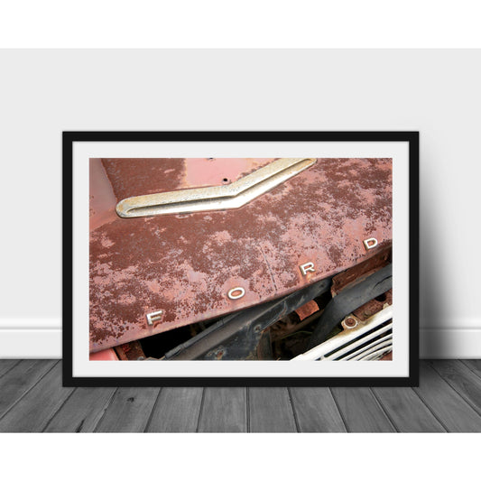 Falcon - Scott Krycia Photography