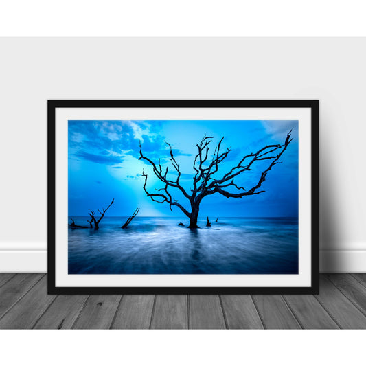 Old Tree - Scott Krycia Photography