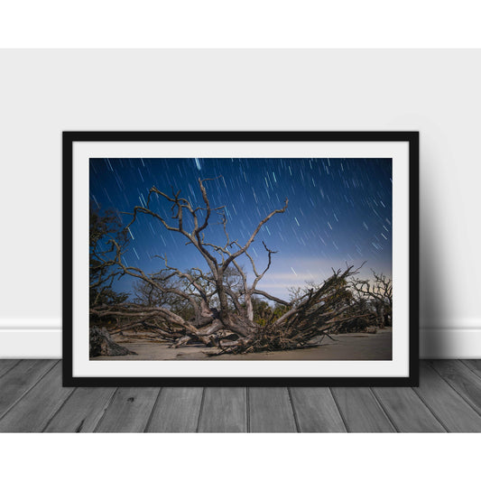 Driftwood & Trails - Scott Krycia Photography