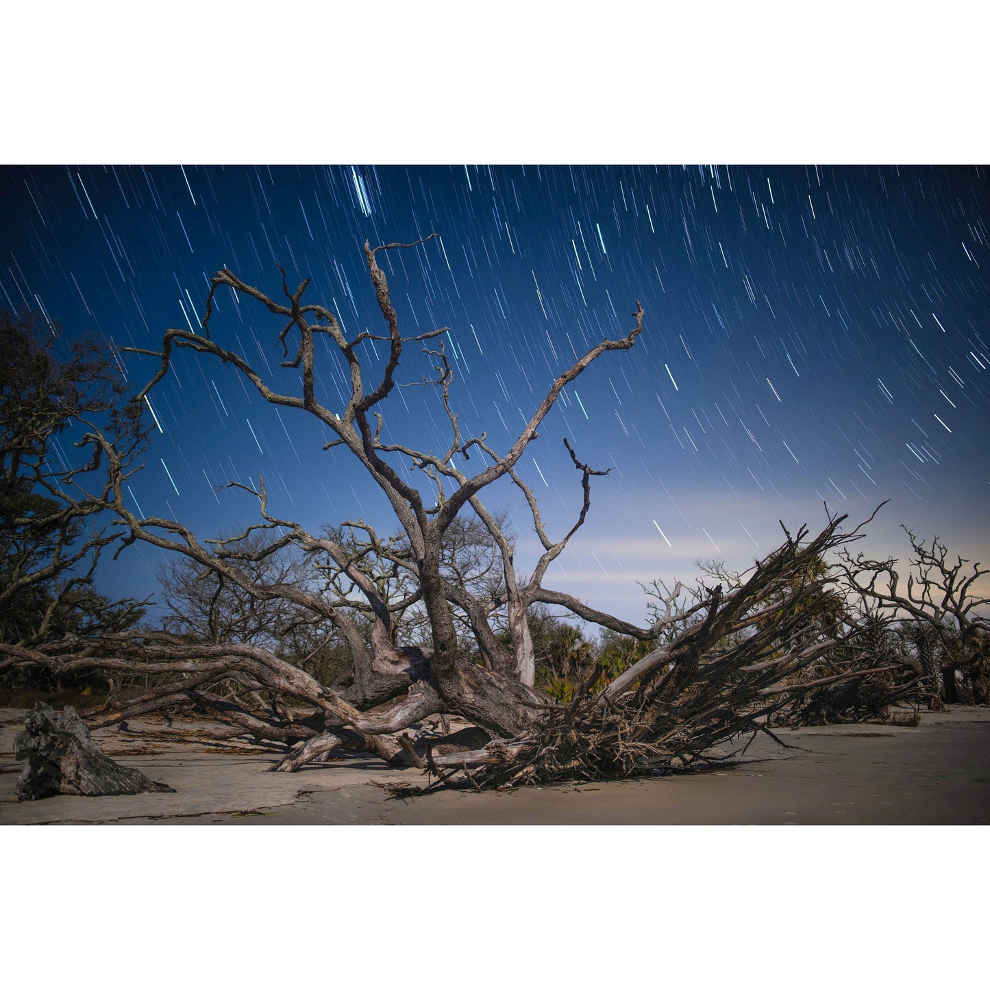 Driftwood & Trails - Scott Krycia Photography
