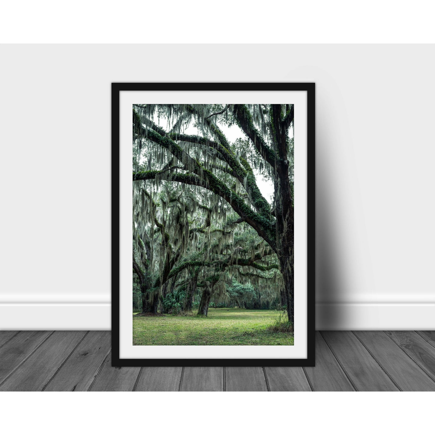 Jekyll Trees - Scott Krycia Photography