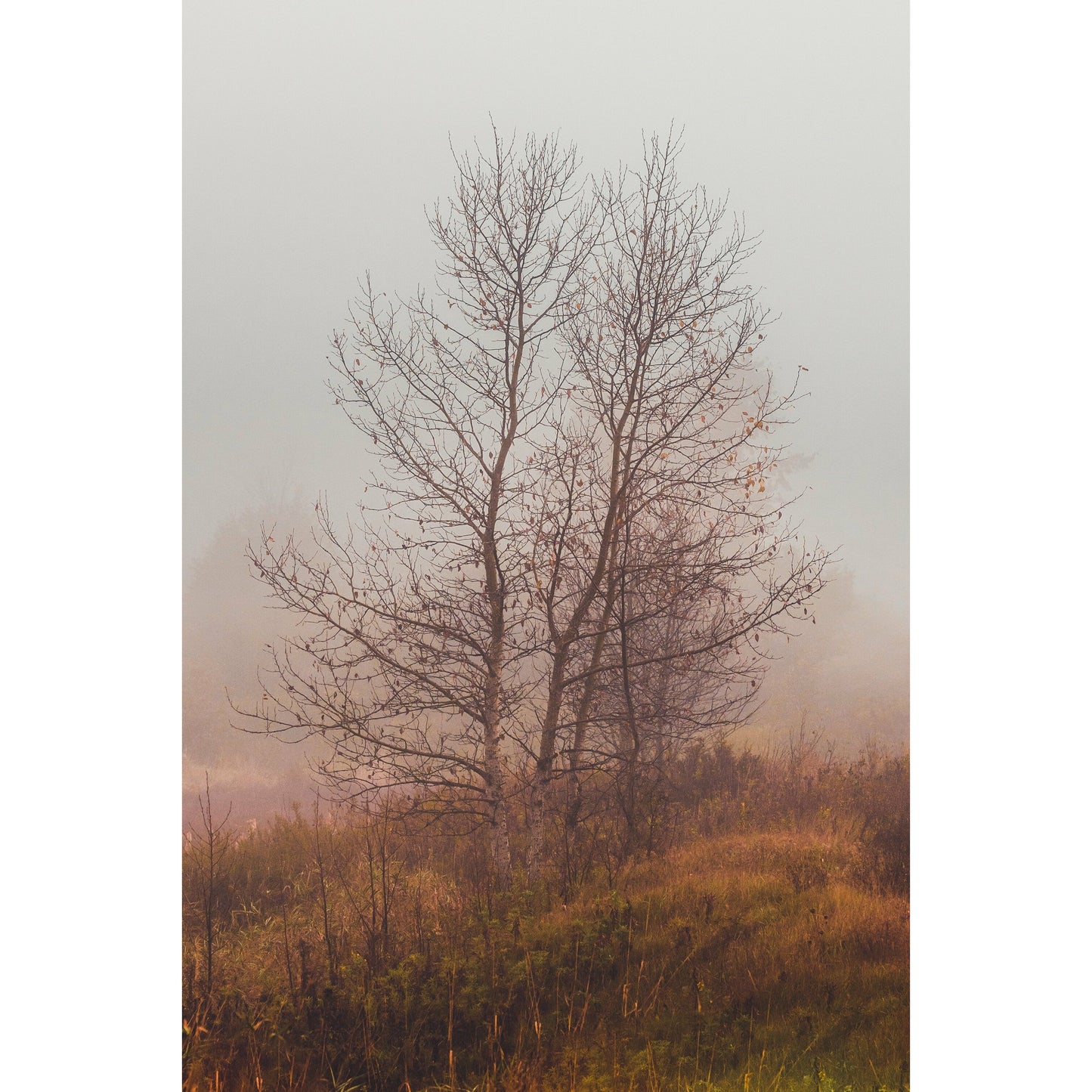 Foggy Morning - Scott Krycia Photography