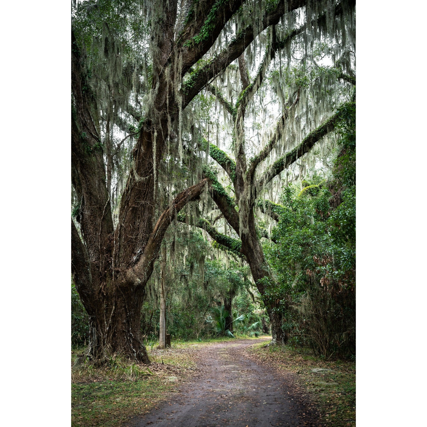Jekyll Island #2 - Scott Krycia Photography