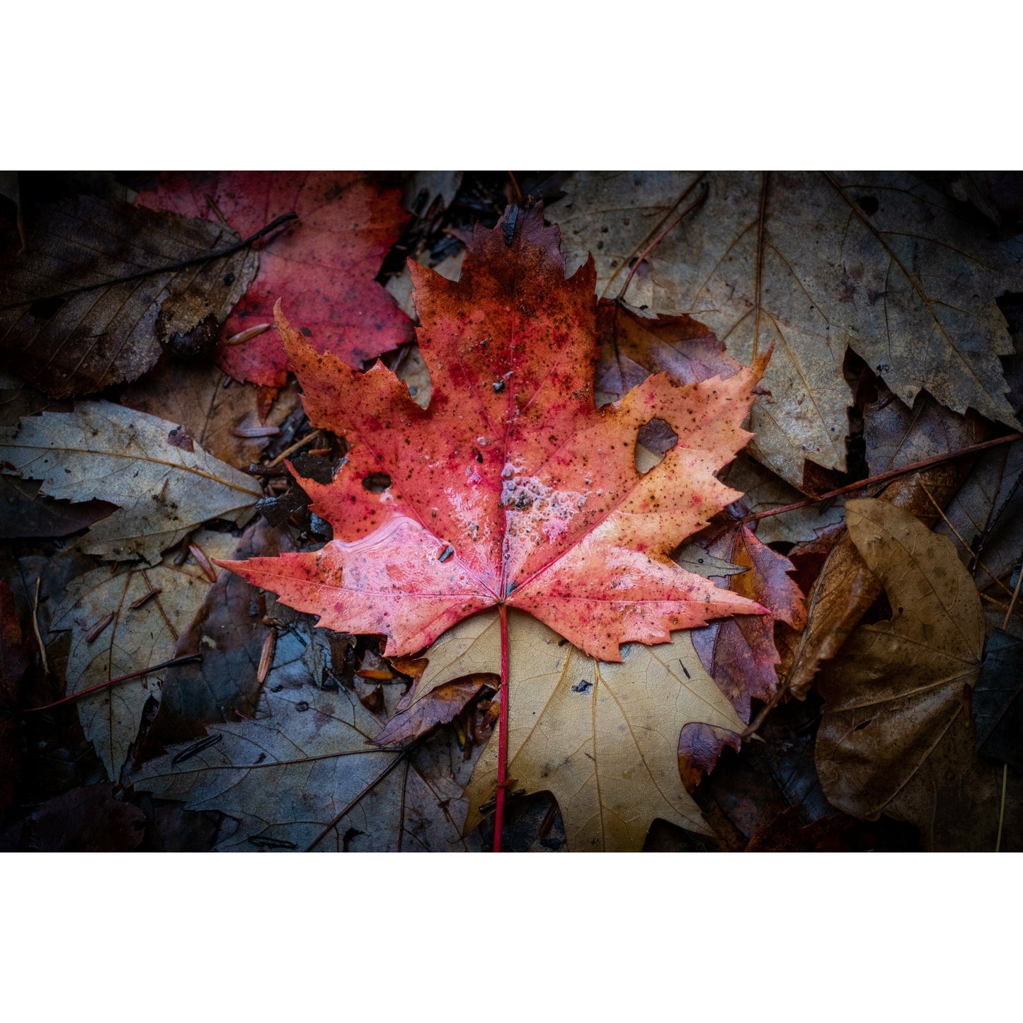 Leaf - Scott Krycia Photography