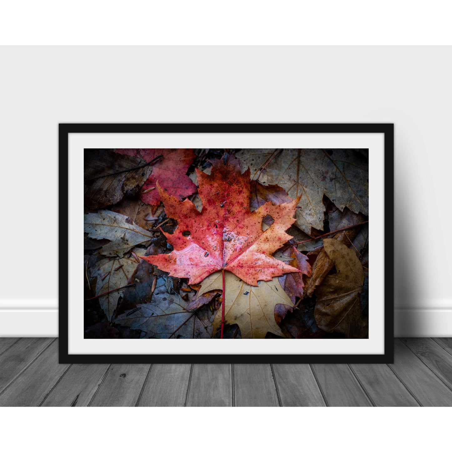 Leaf - Scott Krycia Photography