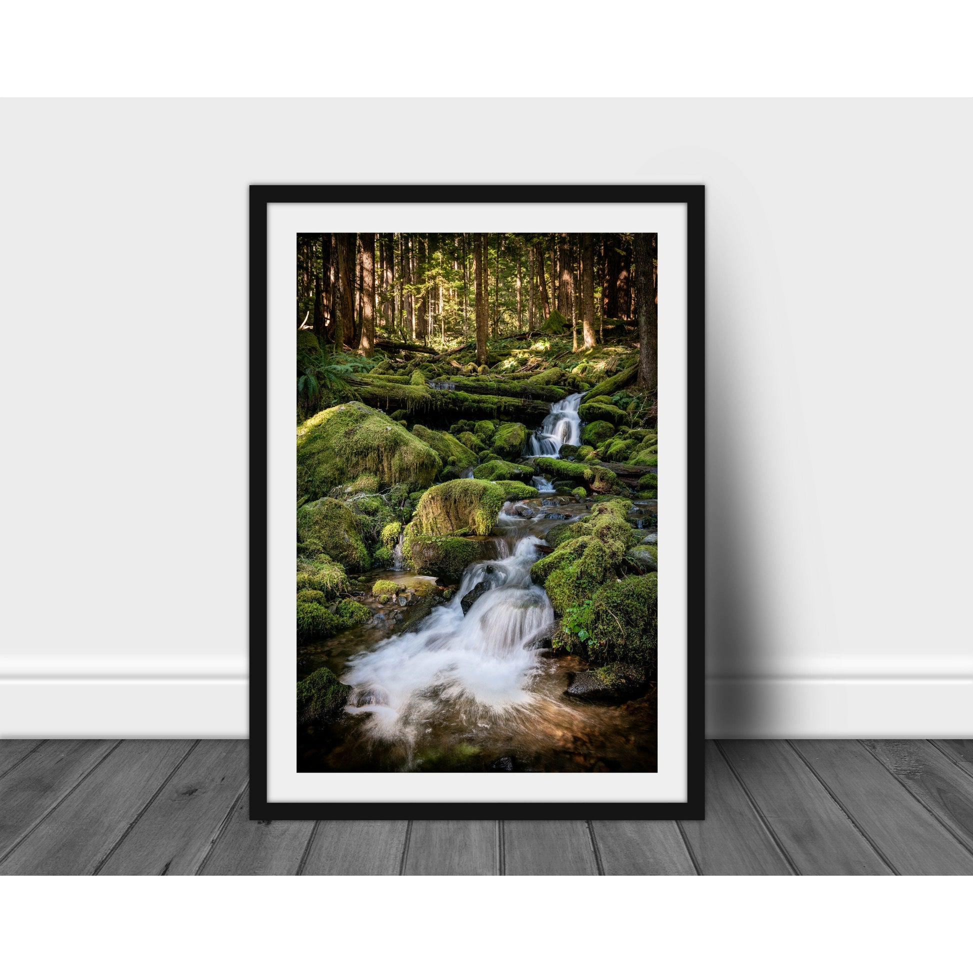 Hoh Rain Forest - Scott Krycia Photography