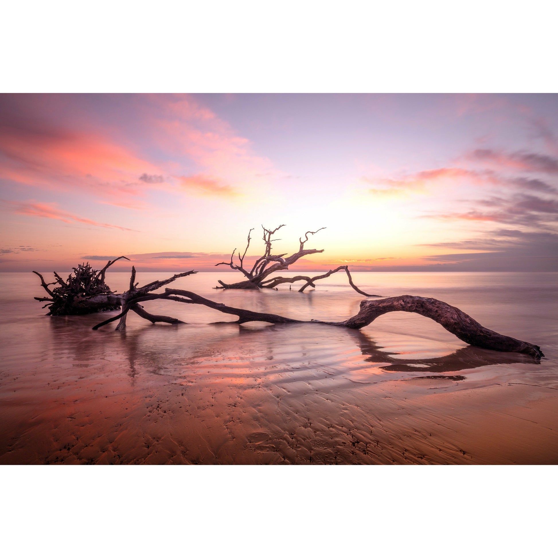 Old Tree - Scott Krycia Photography