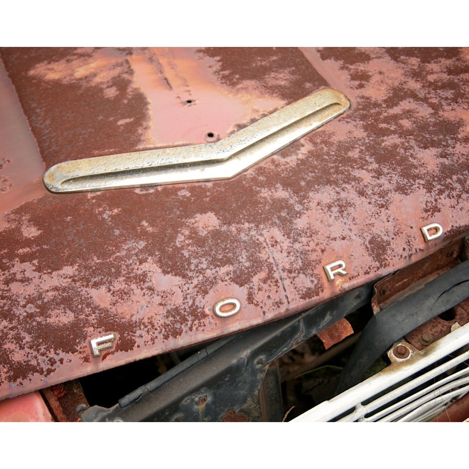 Falcon - Scott Krycia Photography