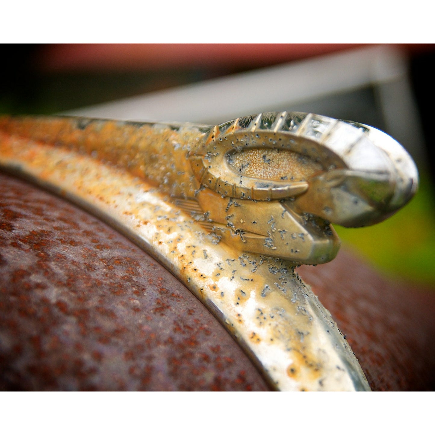 Ram - Scott Krycia Photography