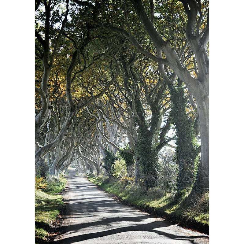 The Tangled Wood #2 - Scott Krycia Photography