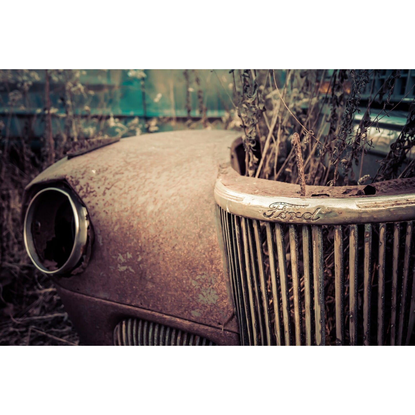 Planted - Scott Krycia Photography