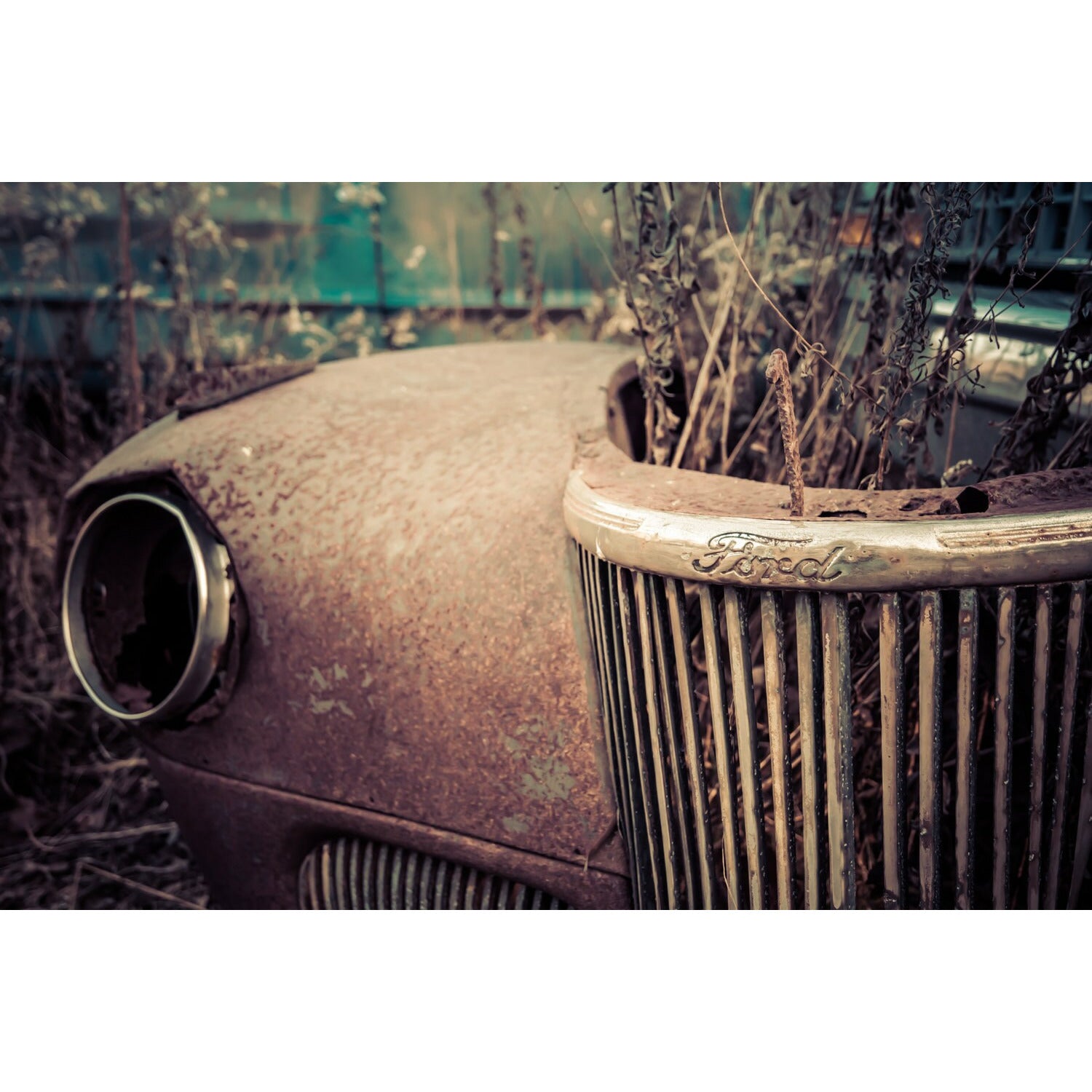 Planted - Scott Krycia Photography