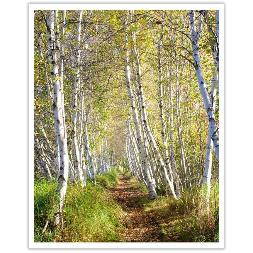 Jessop Path - Scott Krycia Photography