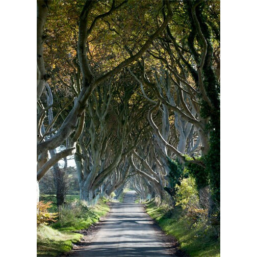 The Tangled Wood - Scott Krycia Photography