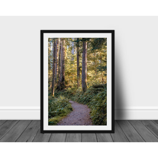 Path - Scott Krycia Photography