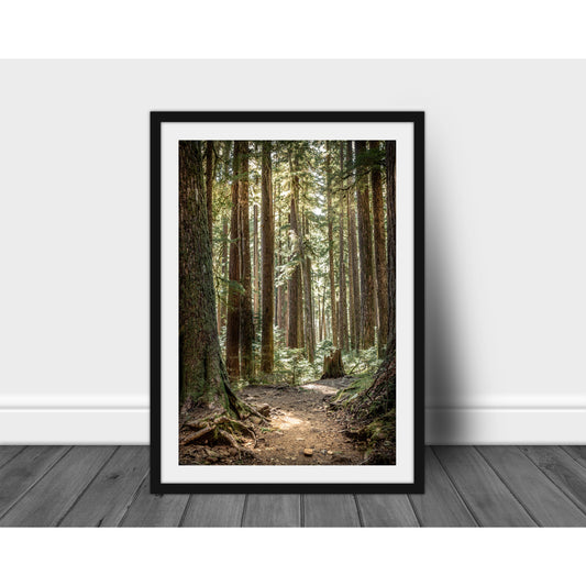 Hoh Path - Scott Krycia Photography