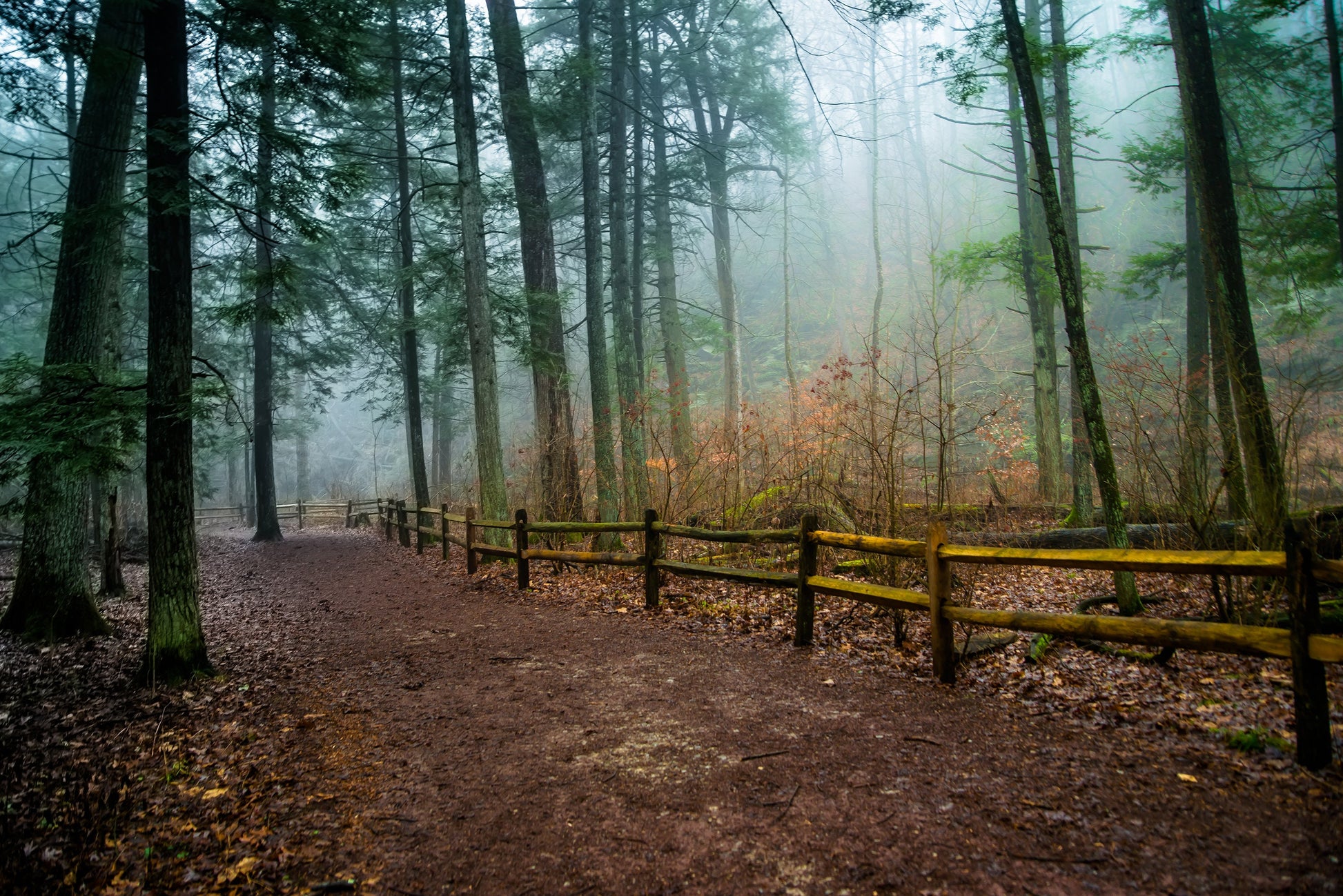Foggy Path - Jacobsburg State Park, Nature Art Prints, Tree Photography, Lovely Woods, Forest Print, Gift for Hiker, Nature Lover Gift
