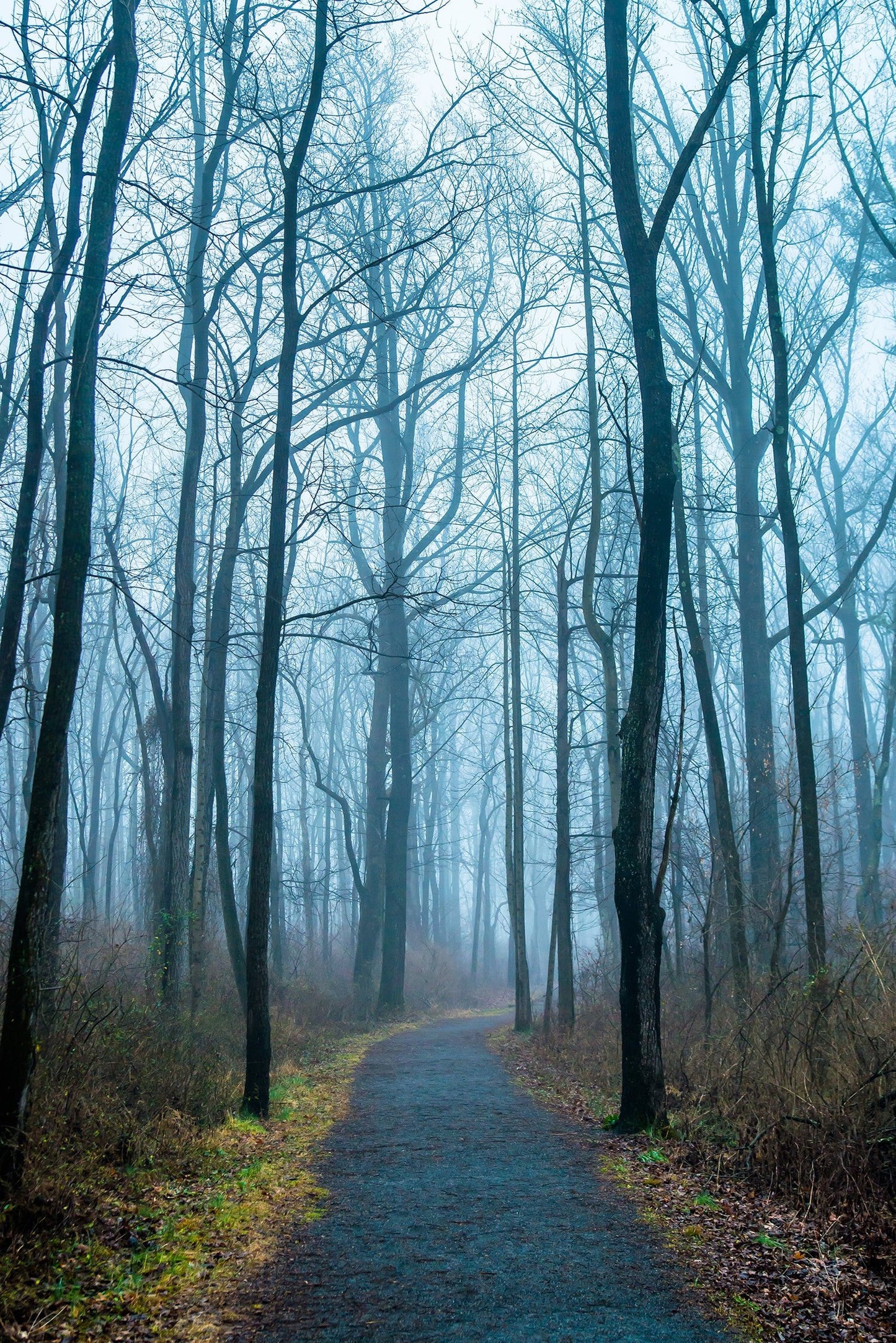 Foggy Path - Jacobsburg State Park, Photography, Lovely Woods, Forest Print, Gift for Hiker