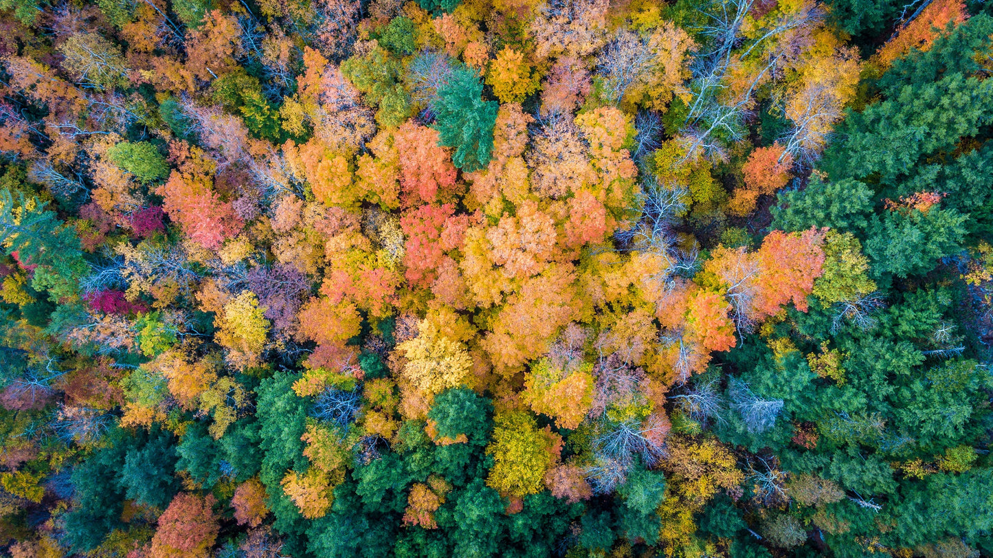 Fall Color, Adirondacks, Mountain Art, Nature Photography Prints, Adventure Print, Landscape Wall Art, Photographic