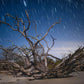 Driftwood and Star Trails at Jekyll Island - Star Trails, Night, Milky Way, Nature Photography Prints, Adventure Print, Landscape Wall Art