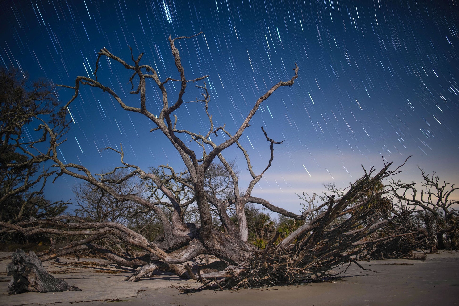 Driftwood and Star Trails at Jekyll Island - Star Trails, Night, Milky Way, Nature Photography Prints, Adventure Print, Landscape Wall Art