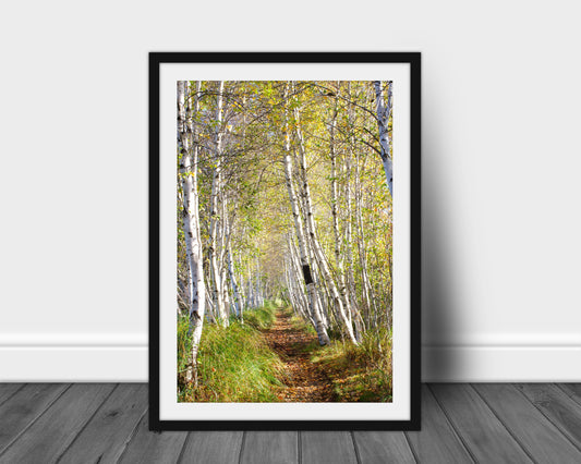 Jessop Path, Acadia National Park, Nature Art Prints, Tree Photography, Lovely Woods, Forest Print, Gift for Hiker, Nature Lover Gift, Trail