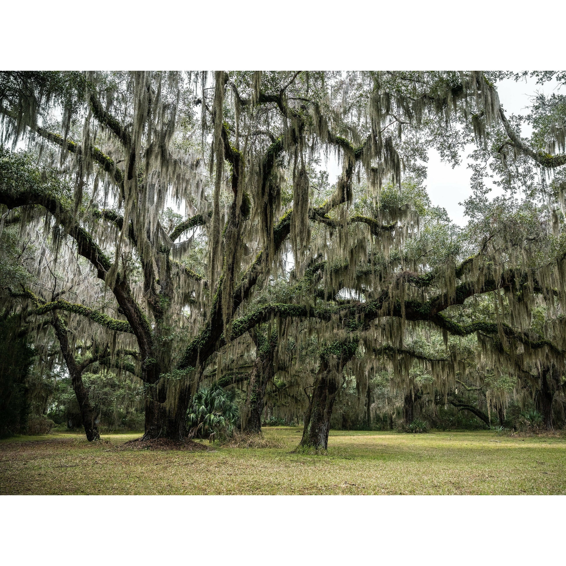 Jekyll Island #3 - Scott Krycia Photography