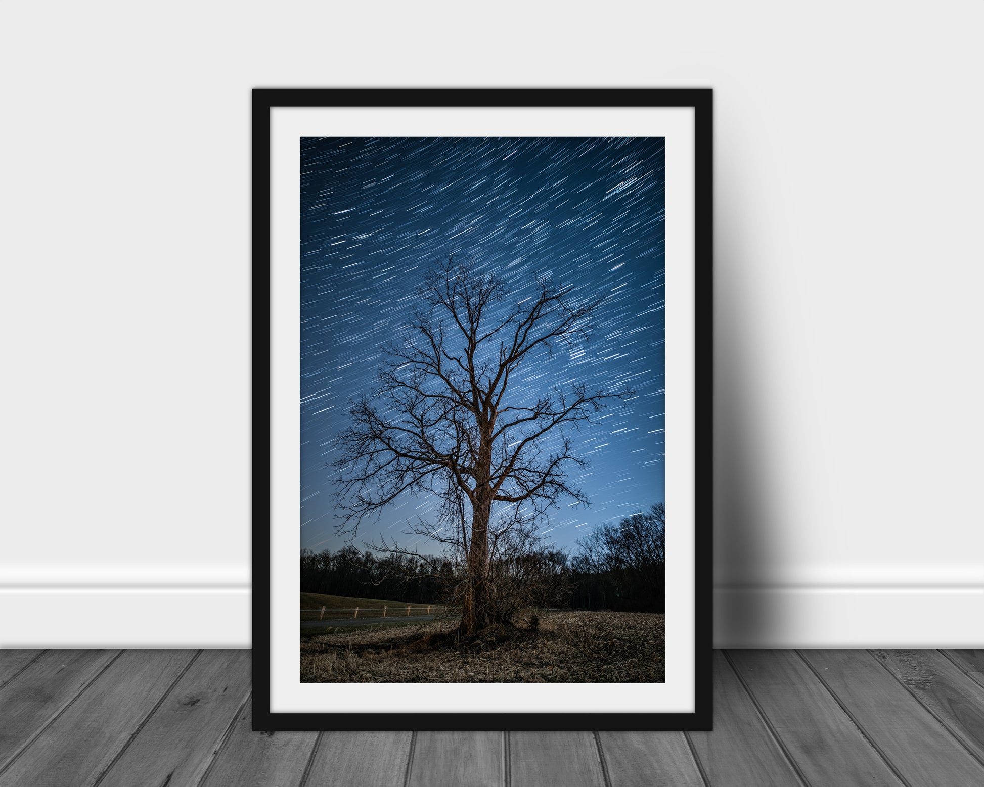Old Tree and Star Trails, Night, Milky Way, Nature Photography Prints, Adventure Print, Landscape Wall Art