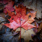 Fall Color, Adirondacks, Mountain Art, Nature Photography Prints, Adventure Print, Landscape Wall Art, Photographic