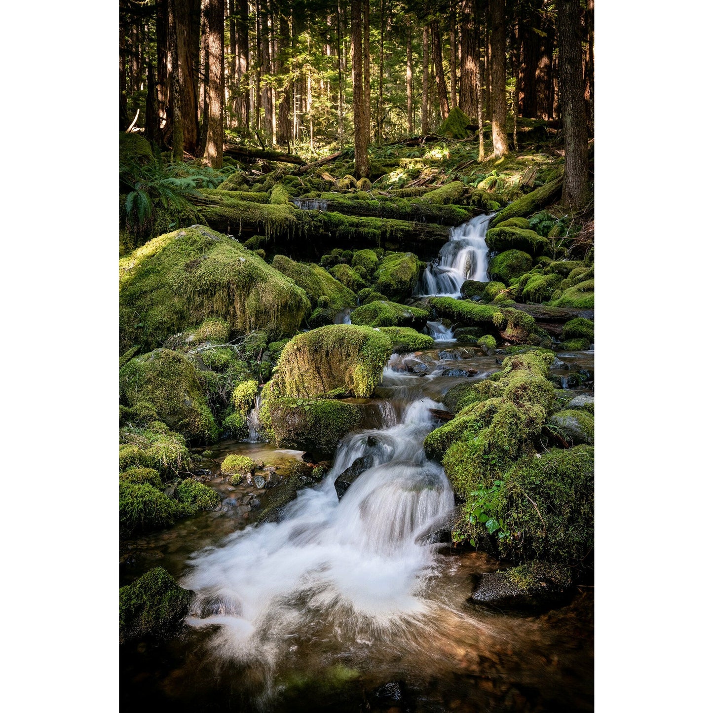 Hoh Rain Forest