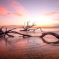 Old Tree - Jekyll Island GA, Sunset Beach photography, Tree Photography