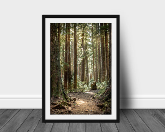 Hoh Rain Forest, Olympic National Park Photography, Silver Art Print, Landscape Photography, Mountain Wall Art