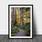 Hoh Rain Forest, Olympic National Park Photography, Home Decor