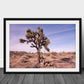 Fine Art Joshua Tree Desert Sunset Print - California National Park, Pastel Landscape Photography, Wall Decor